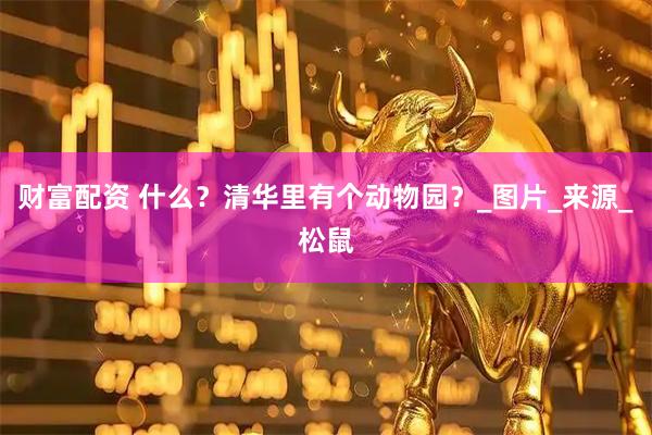 财富配资 什么？清华里有个动物园？_图片_来源_松鼠